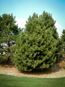 Сосна Чёрная (Pinus Nigra) купить по цене от 270.00р. в интернет-магазине «Посадика» с доставкой почтой в в Белеве и по всей России – [изображение №1].