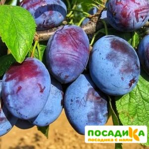 Слива Чачакская ранняя купить по цене от 229.00р. в интернет-магазине «Посадика» с доставкой почтой в в Белеве и по всей России – [изображение №1].