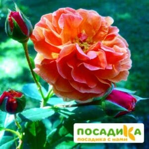 Роза Арабия купить по цене от 350.00р. в интернет-магазине «Посадика» с доставкой почтой в в Белеве и по всей России – [изображение №1].