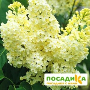 Сирень Примроуз (Primrose) купить по цене от 529.00р. в интернет-магазине «Посадика» с доставкой почтой в в Белеве и по всей России – [изображение №1].