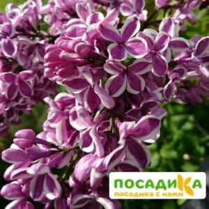 Сирень Сенсация купить по цене от 529.00р. в интернет-магазине «Посадика» с доставкой почтой в в Белеве и по всей России – [изображение №1].