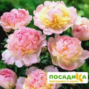 Пион Распберри Сандей (Paeonia Raspberry Sundae) купить по цене от 959р. в интернет-магазине «Посадика» с доставкой почтой в в Белеве и по всей России – [изображение №1].