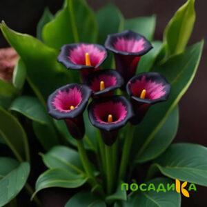 Калла Аура Лейс купить по цене от 400р. в интернет-магазине «Посадика» с доставкой почтой в в Белеве и по всей России – [изображение №1].
