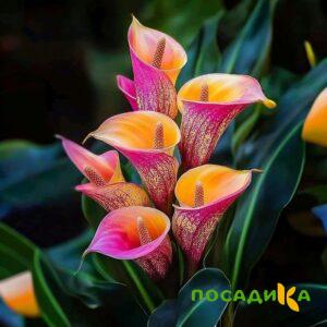 Калла Оникс купить по цене от 450р. в интернет-магазине «Посадика» с доставкой почтой в в Белеве и по всей России – [изображение №1].