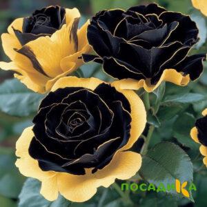 Роза Ханни Сикл купить по цене от 700р. в интернет-магазине «Посадика» с доставкой почтой в в Белеве и по всей России – [изображение №1].