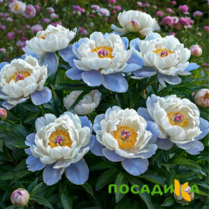Пион акварельный Этюд купить по цене от 806р. в интернет-магазине «Посадика» с доставкой почтой в в Белеве и по всей России – [изображение №1].
