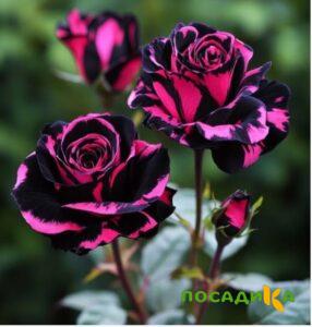 Роза Багровый Шепот купить по цене от 366р. в интернет-магазине «Посадика» с доставкой почтой в в Белеве и по всей России – [изображение №1].