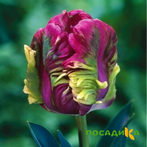 Тюльпан Экзотик Хэвен купить по цене от 186р. в интернет-магазине «Посадика» с доставкой почтой в в Белеве и по всей России – [изображение №1].