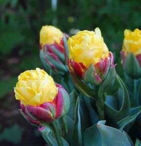 Тюльпан Айс Крим Банана купить по цене от 360р. в интернет-магазине «Посадика» с доставкой почтой в в Белеве и по всей России – [изображение №1].