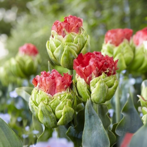 Тюльпан Бычий Глаз купить по цене от 275р. в интернет-магазине «Посадика» с доставкой почтой в в Белеве и по всей России – [изображение №1].