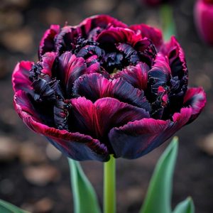 Тюльпан Фламинго купить по цене от 500р. в интернет-магазине «Посадика» с доставкой почтой в в Белеве и по всей России – [изображение №1].