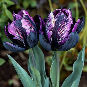 Тюльпан Блэк Каньон купить по цене от 305р. в интернет-магазине «Посадика» с доставкой почтой в в Белеве и по всей России – [изображение №1].