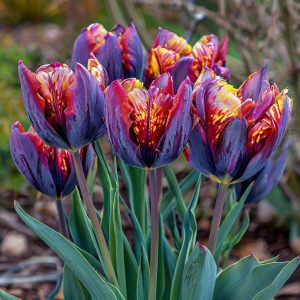 Тюльпан Опал Дрим купить по цене от 207р. в интернет-магазине «Посадика» с доставкой почтой в в Белеве и по всей России – [изображение №1].