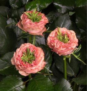 Роза Амбер Инчант купить по цене от 495р. в интернет-магазине «Посадика» с доставкой почтой в в Белеве и по всей России – [изображение №1].