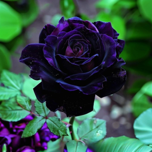 Роза Блэк Пантер купить по цене от 319р. в интернет-магазине «Посадика» с доставкой почтой в в Белеве и по всей России – [изображение №1].