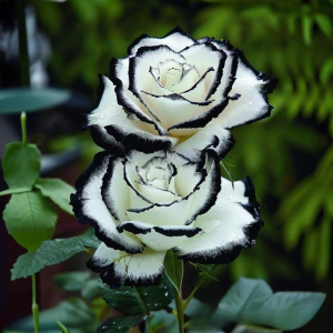 Роза Силк Ивин купить по цене от 319р. в интернет-магазине «Посадика» с доставкой почтой в в Белеве и по всей России – [изображение №1].