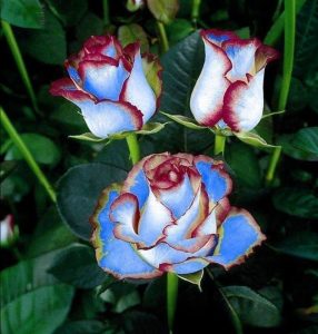 Роза Сафайер Пэтл купить по цене от 450р. в интернет-магазине «Посадика» с доставкой почтой в в Белеве и по всей России – [изображение №1].